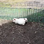 Polana Giebultow Obok Swieradowa I Zamku Czocha, Przyjazne Rodzinom Z Dziecmi * Mirsk