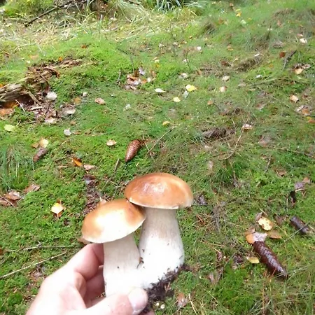 Polana Giebultow Obok Swieradowa I Zamku Czocha, Przyjazne Rodzinom Z Dziecmi Casa vacanze