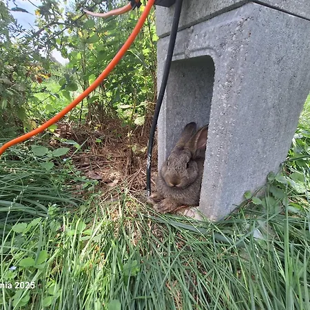 Hébergement de vacances Polana Giebultow Obok Swieradowa I Zamku Czocha, Przyjazne Rodzinom Z Dziecmi *