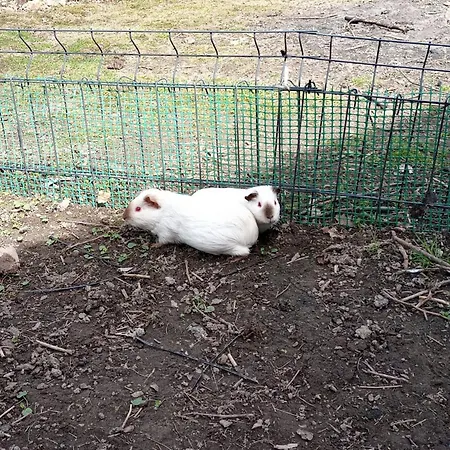 Polana Giebultow Obok Swieradowa I Zamku Czocha, Przyjazne Rodzinom Z Dziecmi * Mirsk