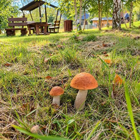 Agroturystyka Polana Giebultow Obok Swieradowa I Zamku Czocha, Domki Caloroczne, Ogrzewanie, Klimatyzacja, Sauna - Zapytaj O Dostepnosc Casa vacanze Mirsk