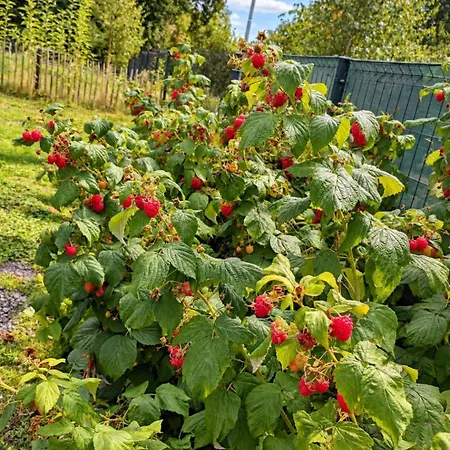 Casa vacanze Agroturystyka Polana Giebultow Obok Swieradowa I Zamku Czocha, Domki Caloroczne, Ogrzewanie, Klimatyzacja, Sauna - Zapytaj O Dostepnosc