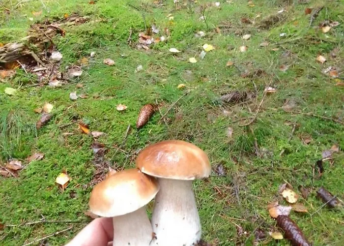 W Górach Izerskich 4 I 6 Osobowy, Agroturystyka, żywe Zwierzęta, W Pełni Wyposażone, Plac Zabaw Dla Dzieci, Ognisko Z Kijkami I Rusztem, Ogrzewanie I Klimatyzacja, Latem Basen Dom wakacyjny