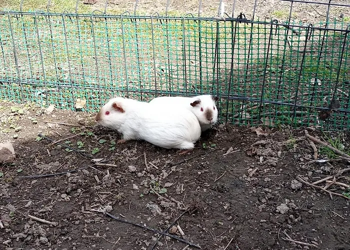 W Górach Izerskich 4 I 6 Osobowy, Agroturystyka, żywe Zwierzęta, W Pełni Wyposażone, Plac Zabaw Dla Dzieci, Ognisko Z Kijkami I Rusztem, Ogrzewanie I Klimatyzacja, Latem Basen * Mirsk